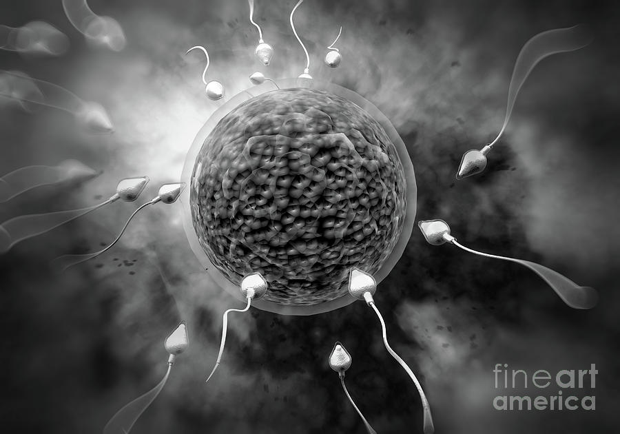 Sperm and Egg Photograph by Ezume Images - Fine Art America