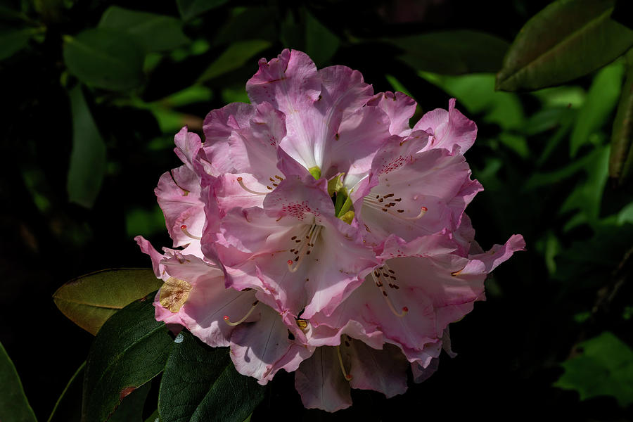 Spring Flower #6 Photograph by Robert Ullmann