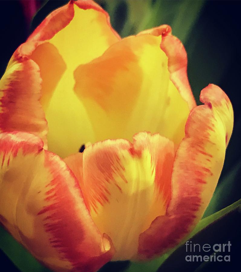 Spring Tulips #6 Photograph by Deena Withycombe