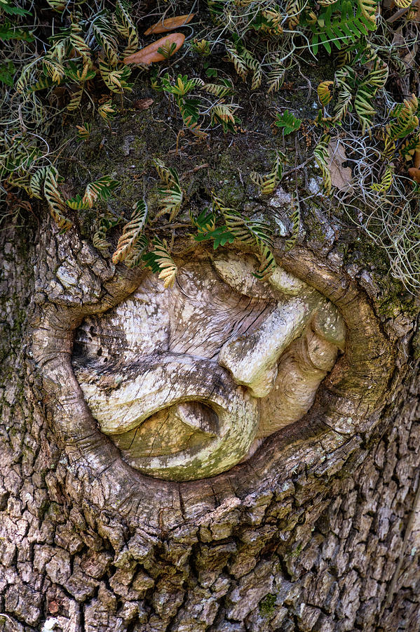 St. Simons Island Tree Spirit, The Hammock, St. Simons Island, G #6 Photograph by Dawna Moore Photography
