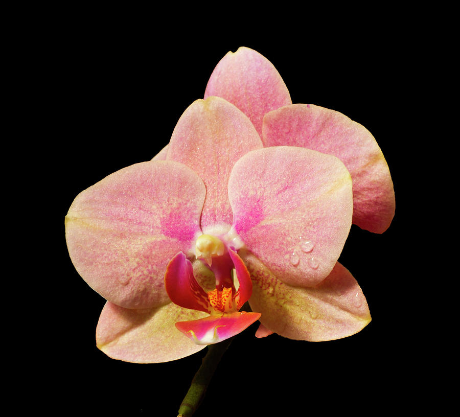 Stunning Orchids #6 Photograph by David French
