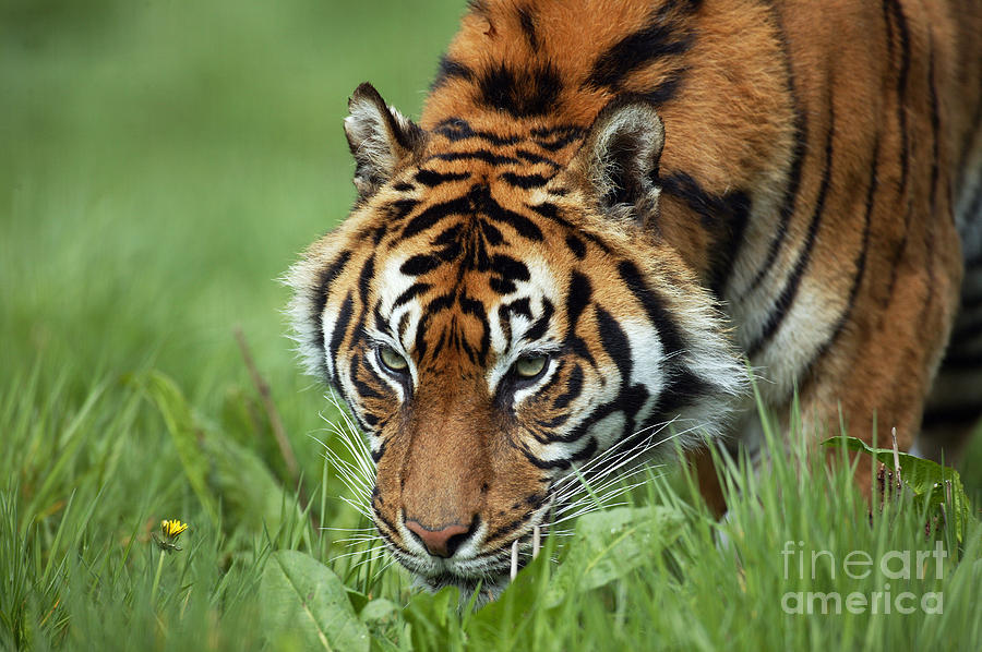Sumatran Tiger Panthera Tigris Sumatrae #6 Photograph by Gerard Lacz