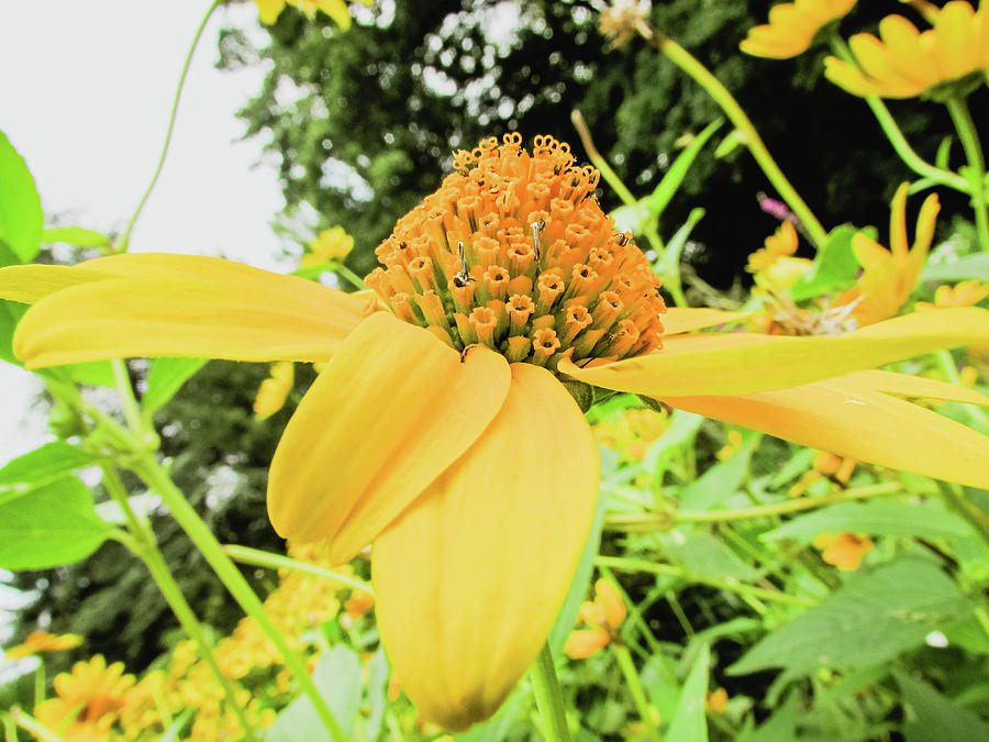 Sunflower Photograph - Summer Flowers #6 by Cesar Vieira