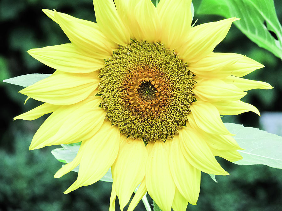 Sunflower Photograph - Sunflower #6 by Cesar Vieira