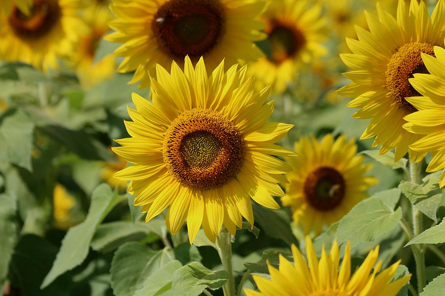 Sunflower #6 Photograph by Donn Ingemie