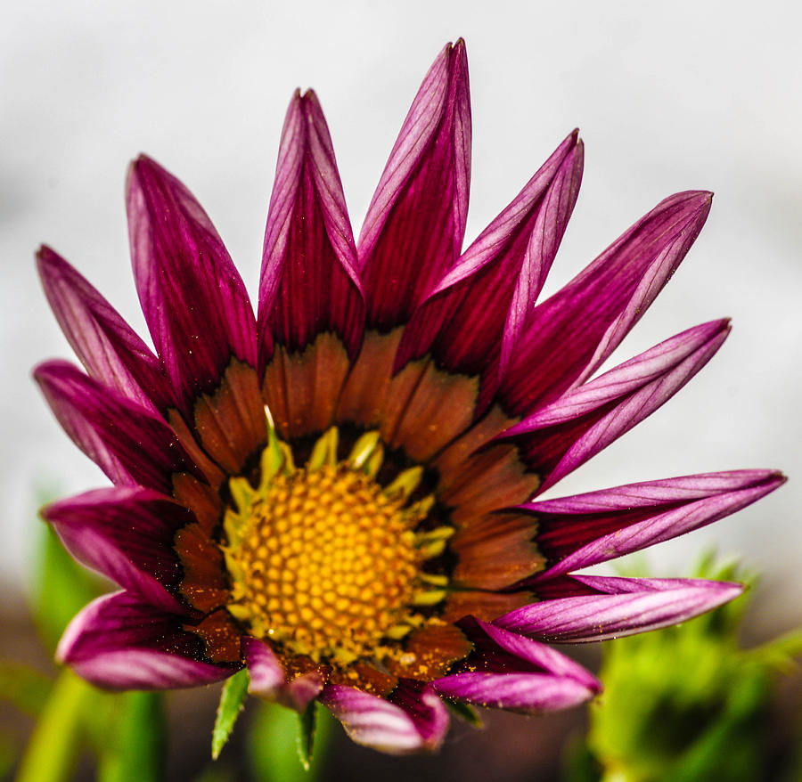 Sunflower #6 Photograph by Gerald Kloss