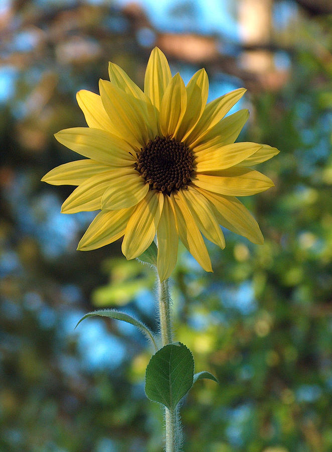 Sunflower Photograph by Racquel Morgan | Fine Art America