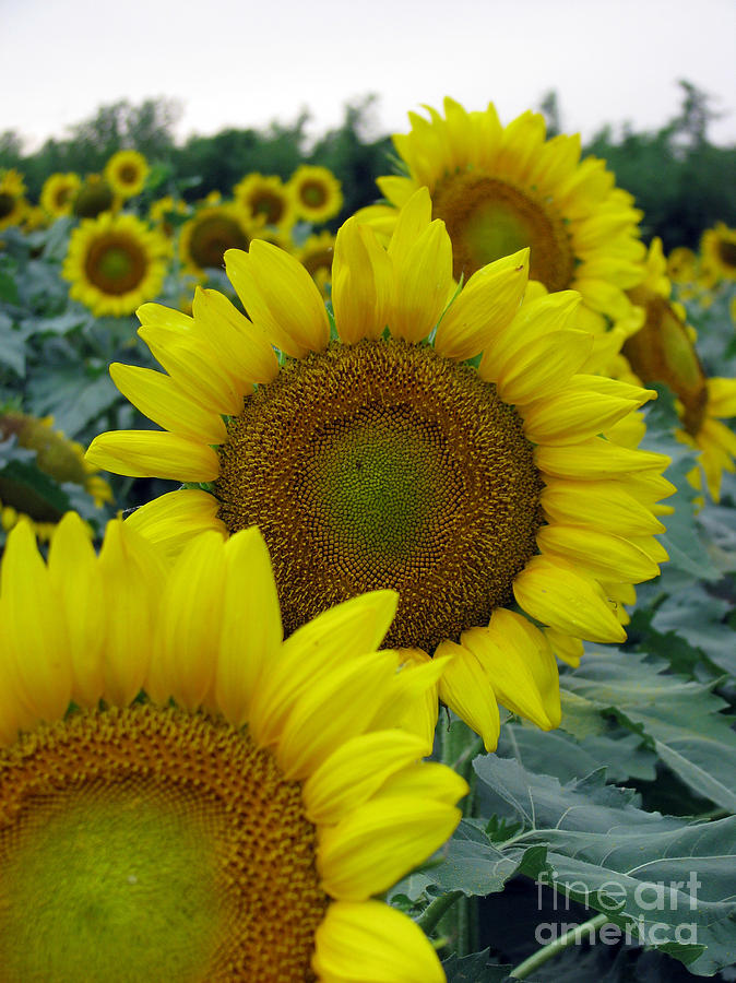 Sunflower Photograph - Sunflower Series #6 by Amanda Barcon
