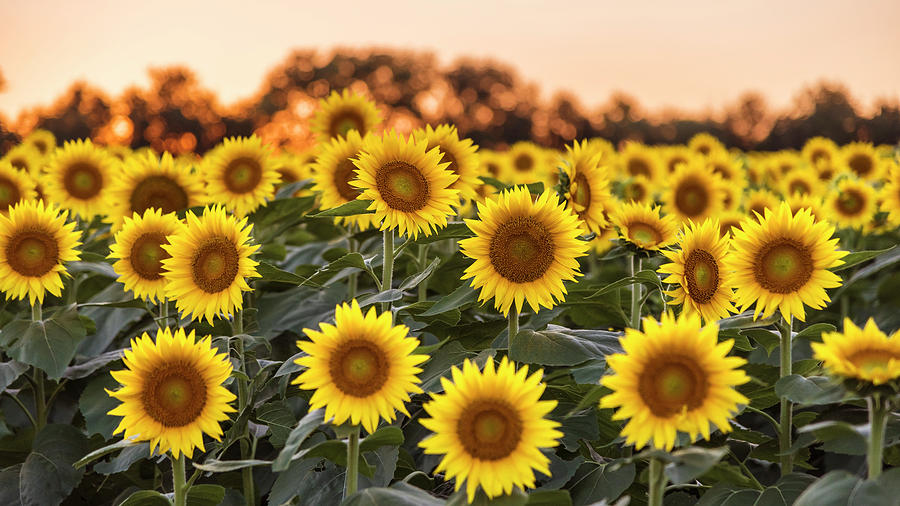 Sunflower Sunset #6 Photograph by Ryan Heffron