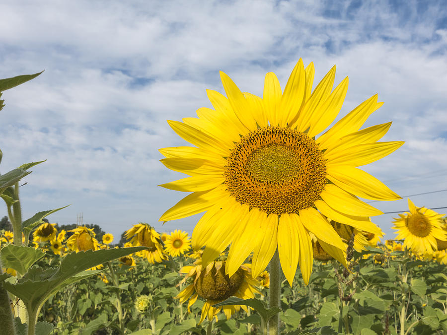 Sunflowers #6 Photograph by Josef Pittner