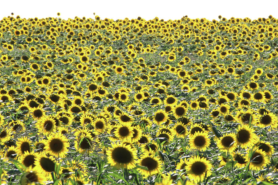 Sunflowers Mattituck New York #6 Photograph by Bob Savage