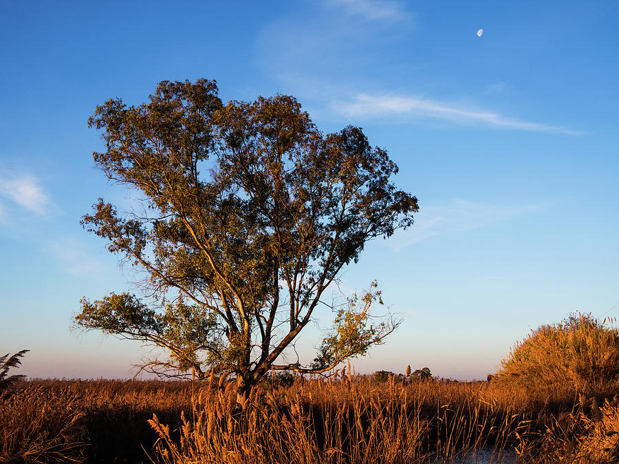 Sunrise in the ditch Burlamacca by Giovanni Bertagna Sunrise in the ditch Burlamacca by Giovanni Bertagna