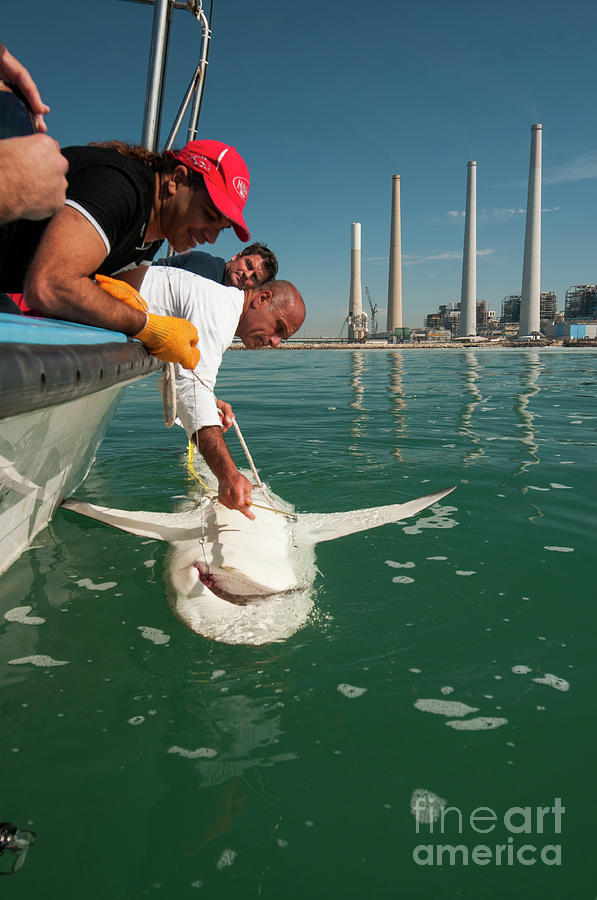 tagging a sandbar shark Carcharhinus plumbeus #6 Photograph by Hagai Nativ