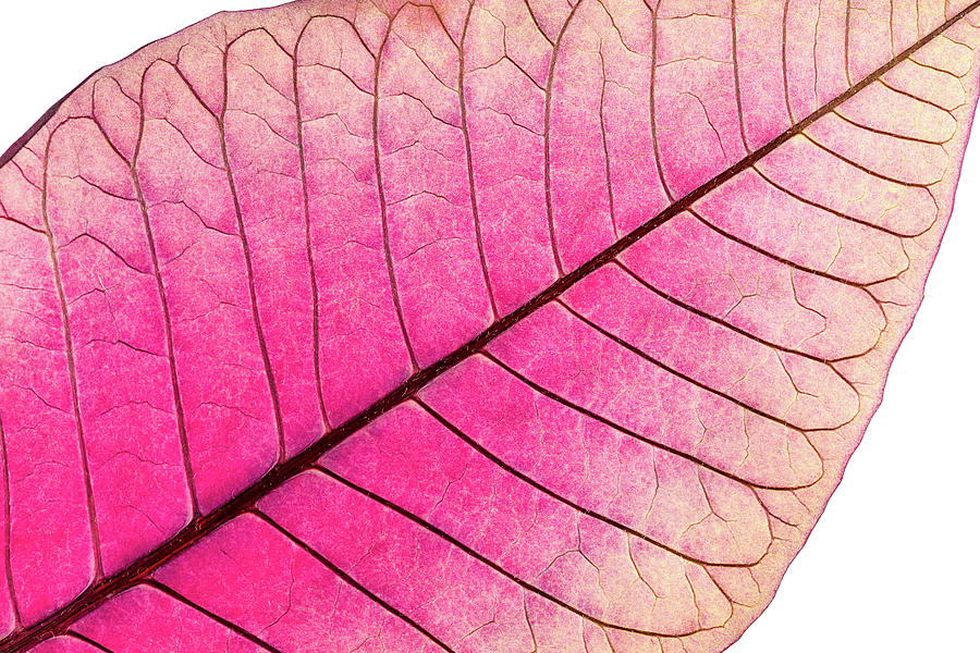 Texture With Leaf Veins Of Withered Poinsettia Flower Photograph by ...