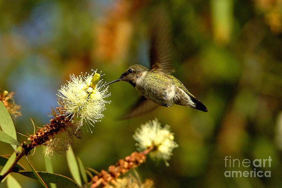 The Hummingbird #6 Photograph by Marc Bittan