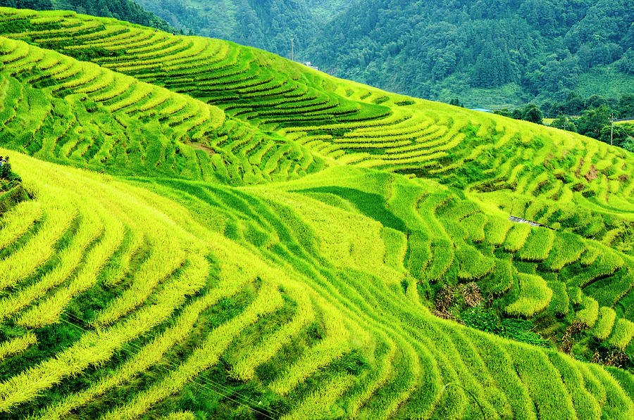 The terraced fields scenery in autumn #6 Photograph by Carl Ning