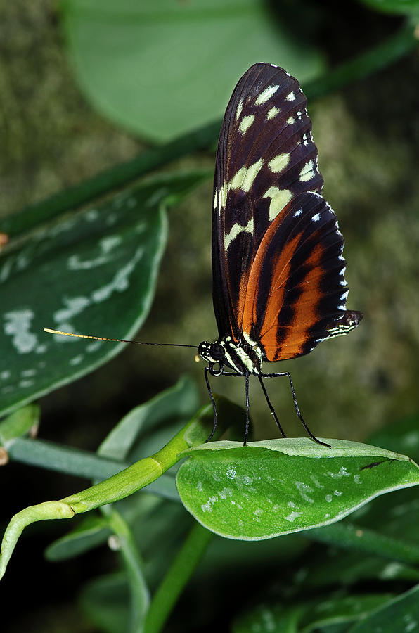 Tiger Longwing Butterfly #6 Photograph by JT Lewis