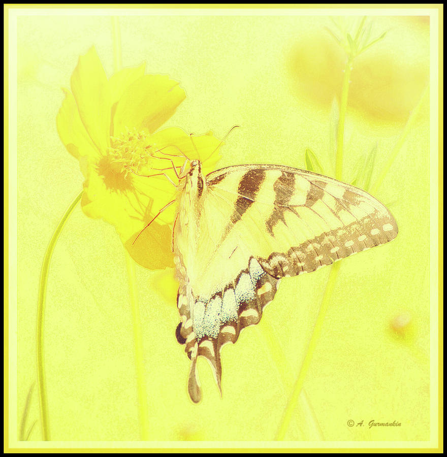 Tiger Swallowtail Butterfly on Cosmos Flower #6 Digital Art by A Macarthur Gurmankin