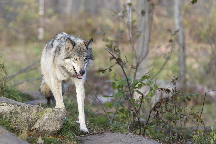 Timber wolf #6 Photograph by Josef Pittner