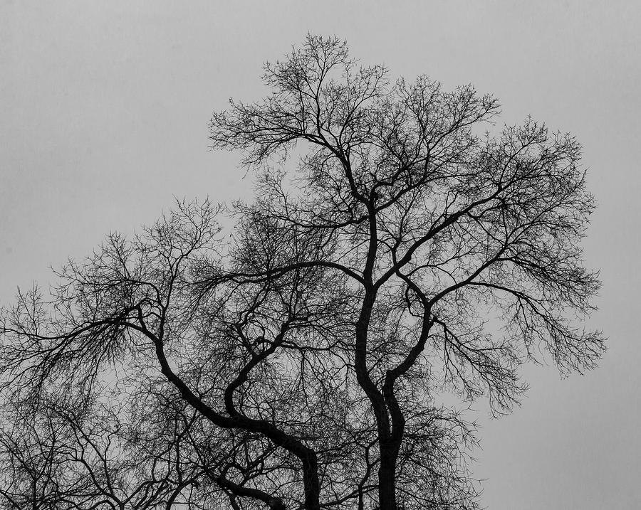 Tree and Clouds #6 Photograph by Robert Ullmann