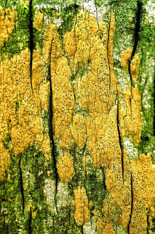 Tree Bark Photograph by John Foxx