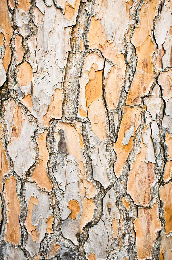 Abstract Photograph - Tree bark #6 by Tom Gowanlock