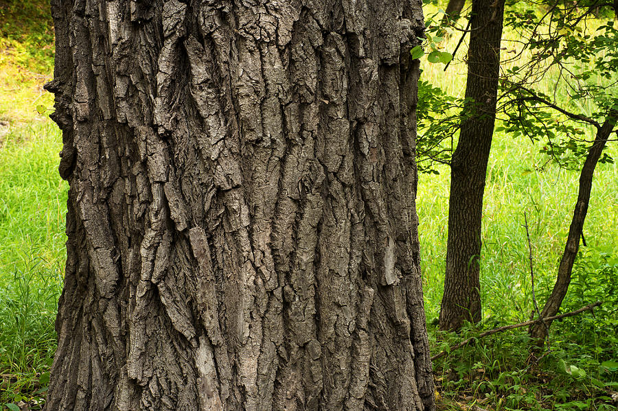 What Does A Cottonwood Tree Look Like? Use This Easy, 57% OFF