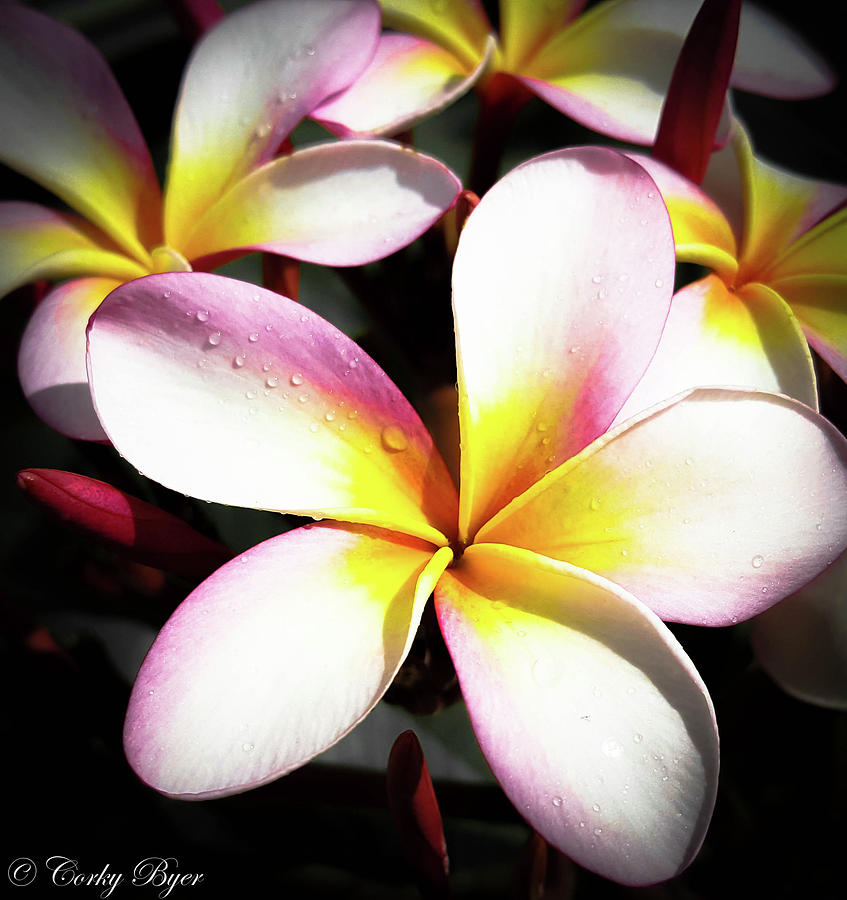 Tricolor Plumeria With Water Droplets Photograph by Corky Byer - Fine ...