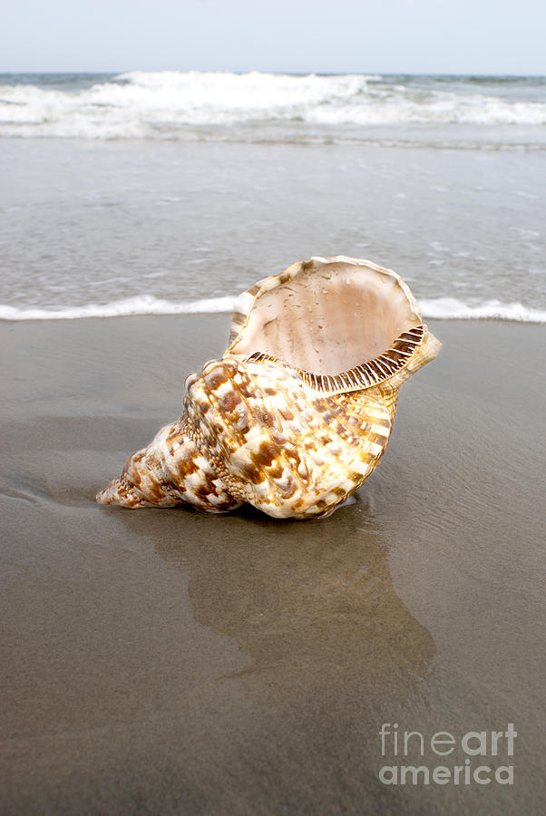 Triton shell #6 Photograph by Anthony Totah