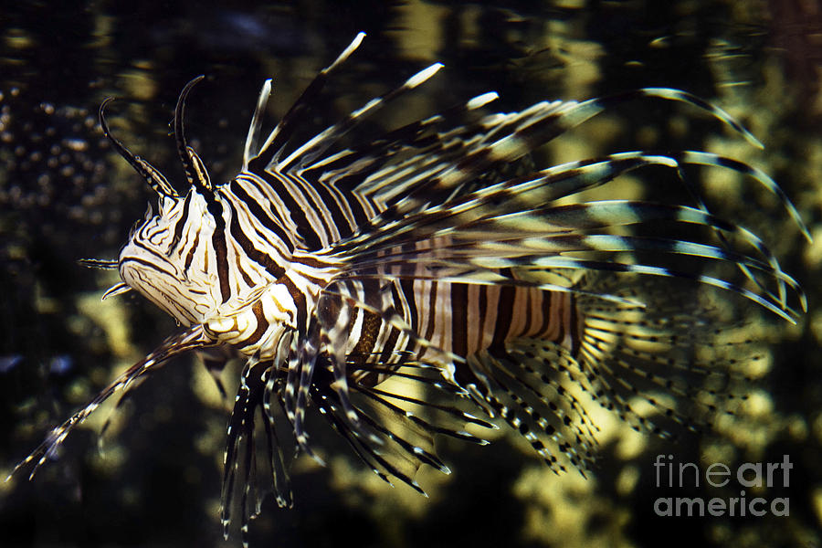 Tropical Fish  #6 Photograph by Gunnar Orn Arnason