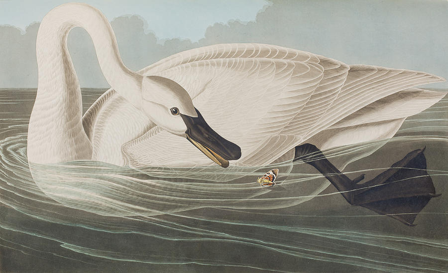 John James Audubon Painting - Trumpeter Swan  by John James Audubon
