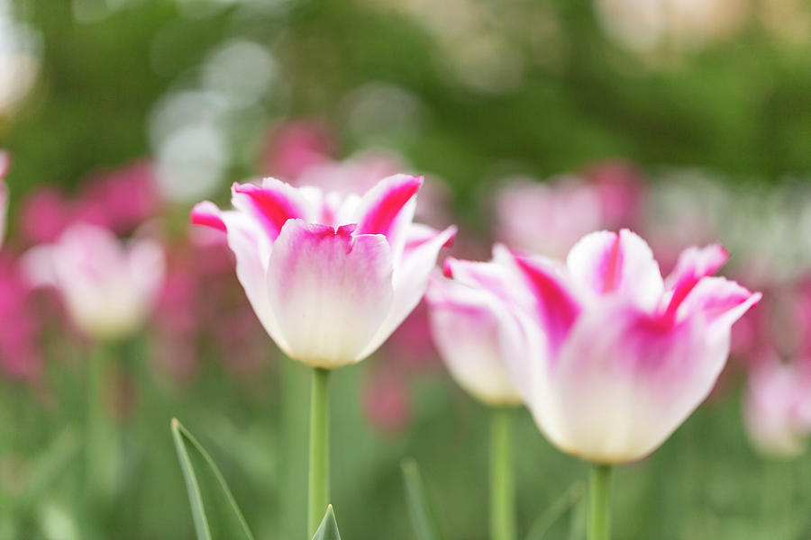 Tulips #6 Photograph by Josef Pittner