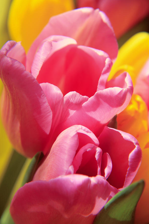 Tulip Photograph - Tulips #6 by Lali Kacharava
