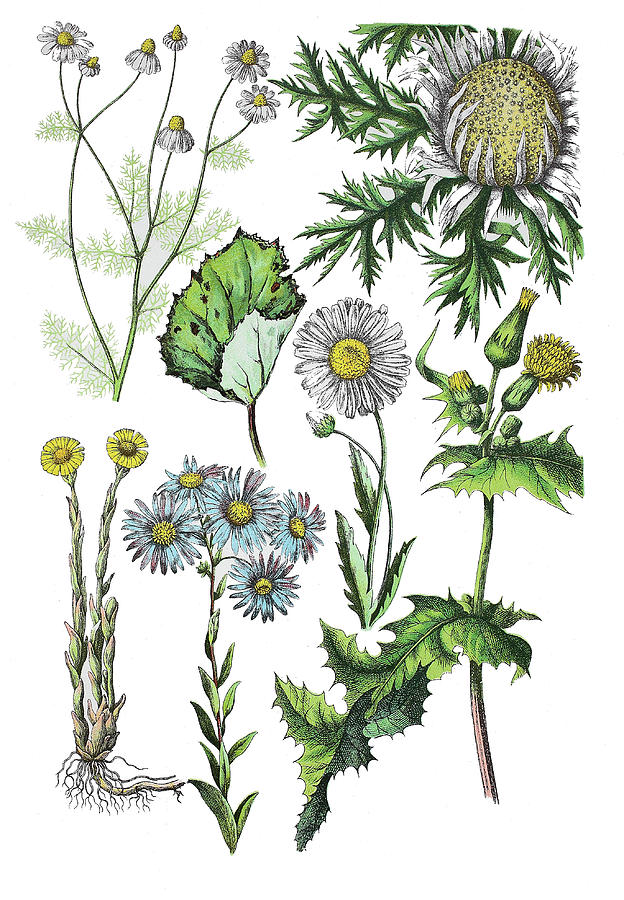 German Chamomile Drawing - Various Medicinal Plants #6 by Heinz Tschanz-Hofmann