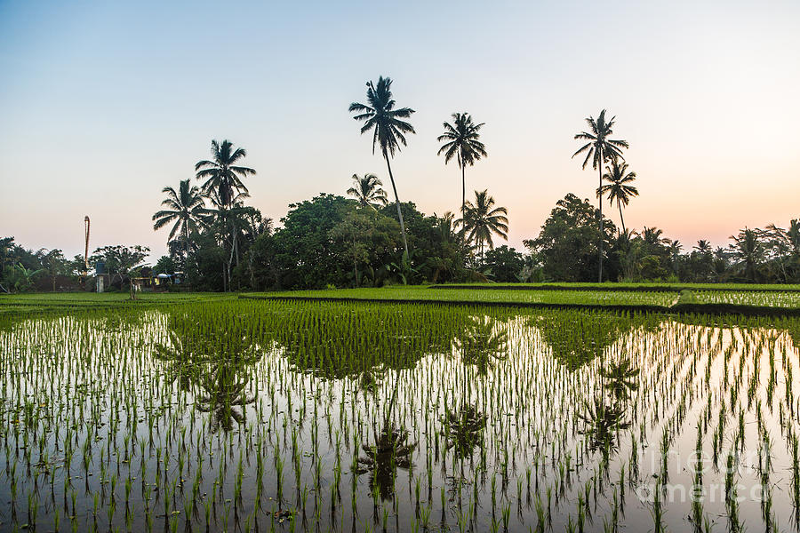 Walking path along rice paddies near Ubud in Bali Photograph by Didier ...