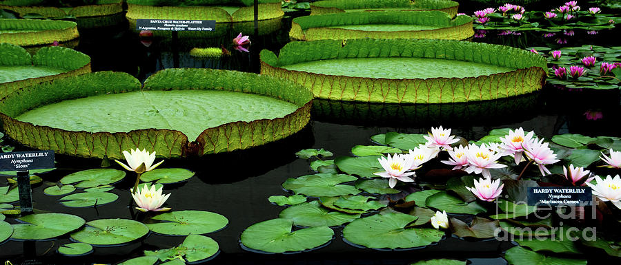 Water Lilies and Lily pads #6 Photograph by Amy Cicconi
