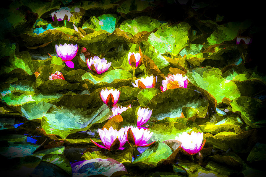 Water Lily Photograph - Water Lily Art #6 by David Pyatt