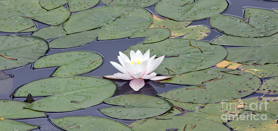 Water lily in the pond #6 Photograph by Odon Czintos