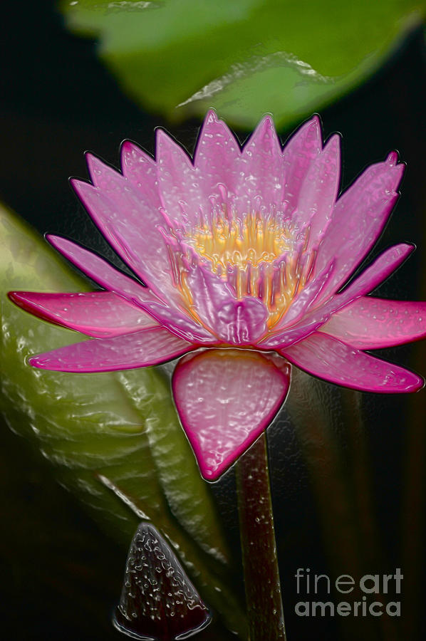 Flowers Still Life Photograph - Water Lily #6 by Mark Gilman