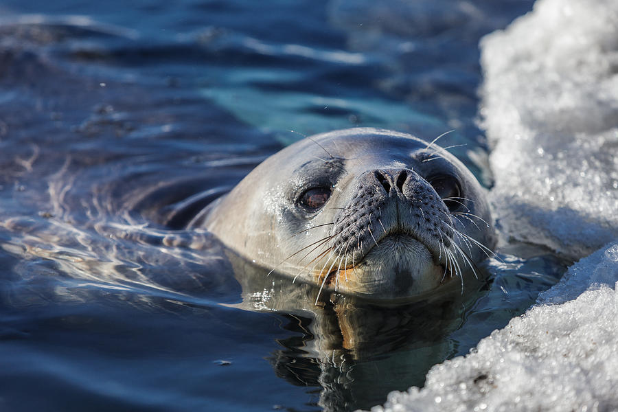 Weddell Seal Photograph By Ben Adkison Fine Art America   6 Weddell Seal Ben Adkison 