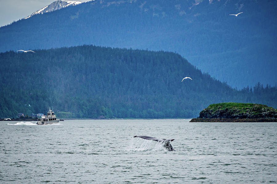 Whale Watching On Favorite Channel Alaska #6 Photograph by Alex Grichenko