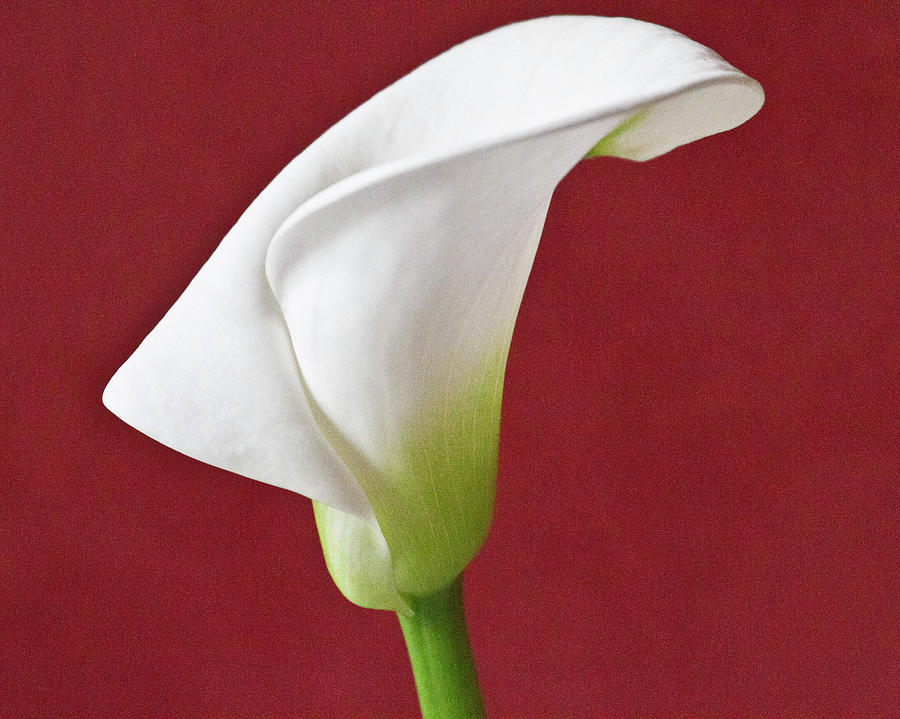 White Calla #7 Photograph by Heiko Koehrer-Wagner