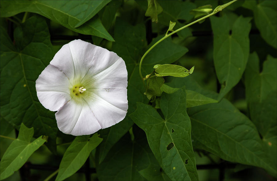 White Flower #6 Photograph by Robert Ullmann