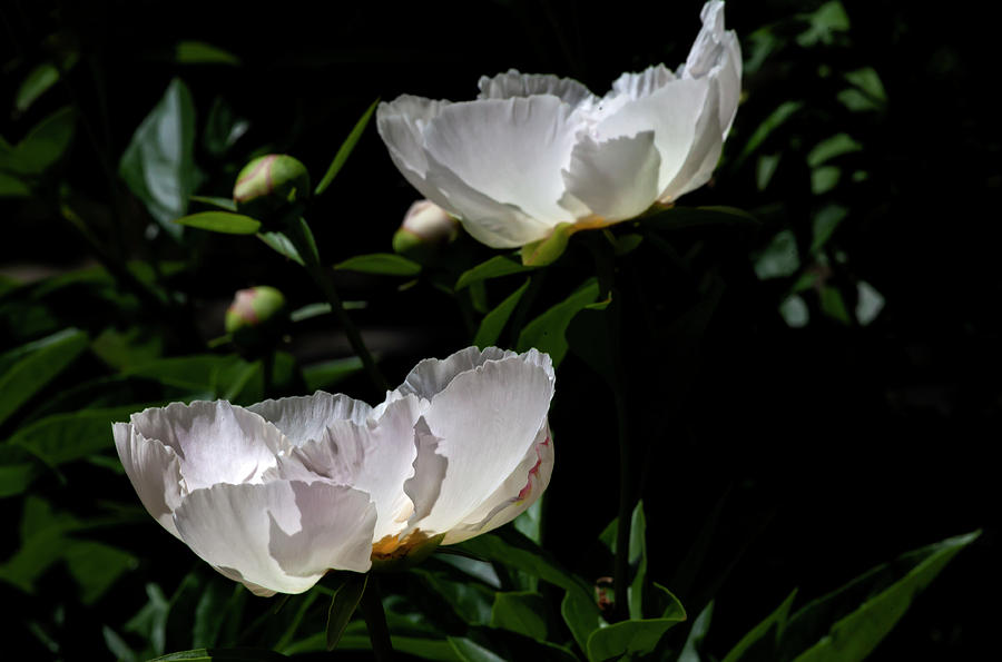 White Flowers #6 Photograph by Robert Ullmann