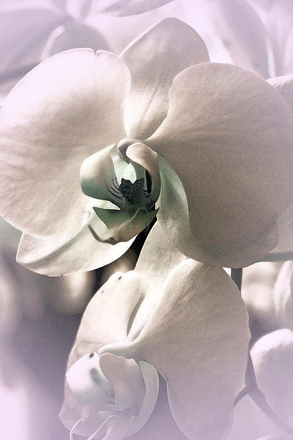 Orchid Photograph - White Orchid #7 by Lali Kacharava