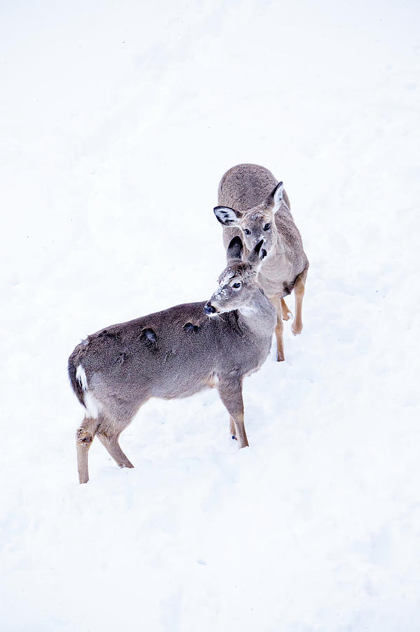 White Tailed Deer Seeking Food In Snow #6 Photograph by Alex Grichenko