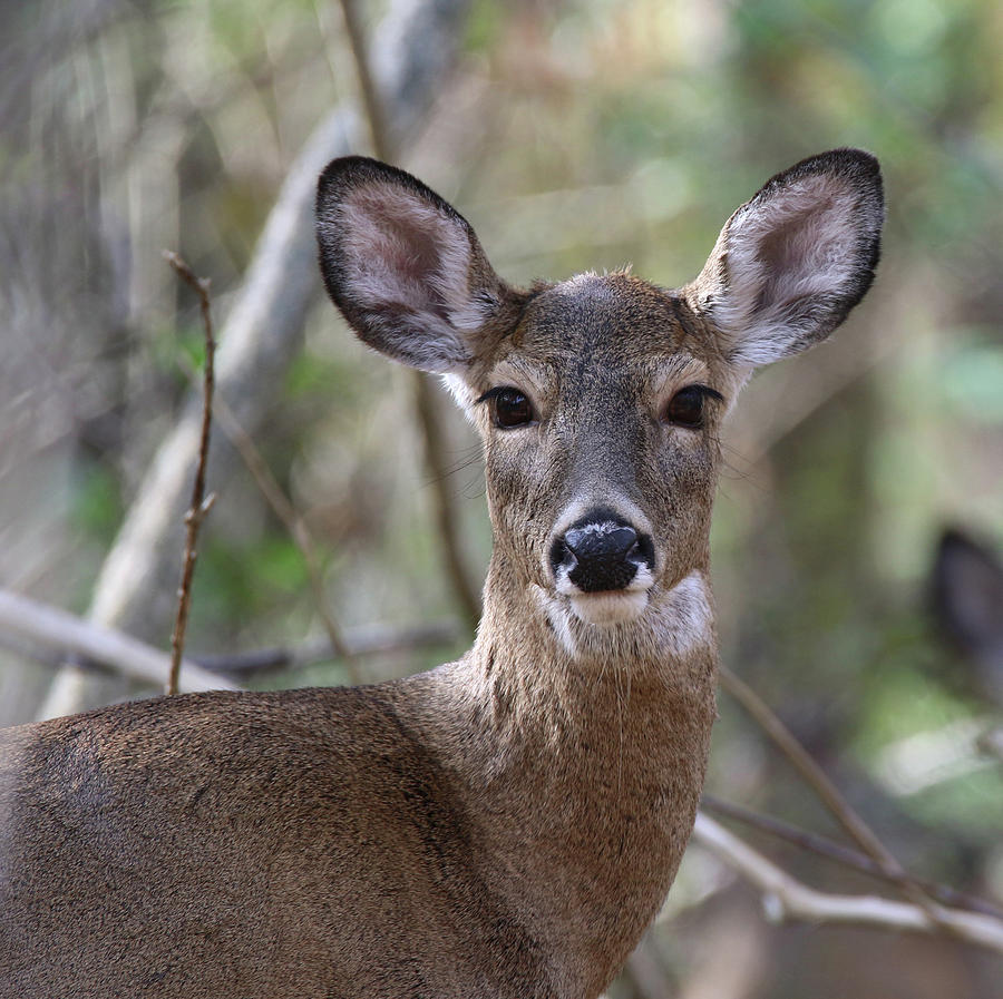 White Tailed Deer Smithtown New York #6 Photograph by Bob Savage