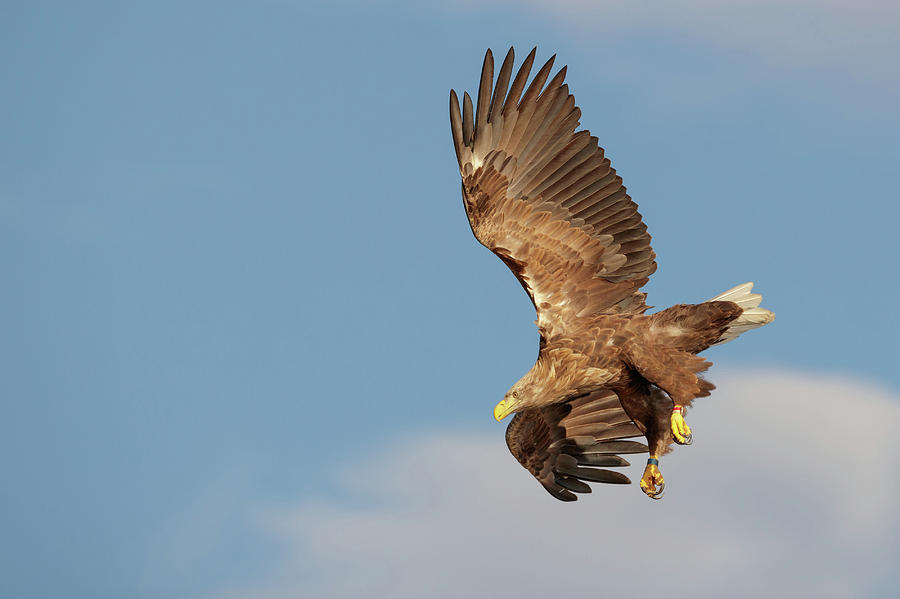 White-tailed Eagle #6 Photograph by Andy Astbury