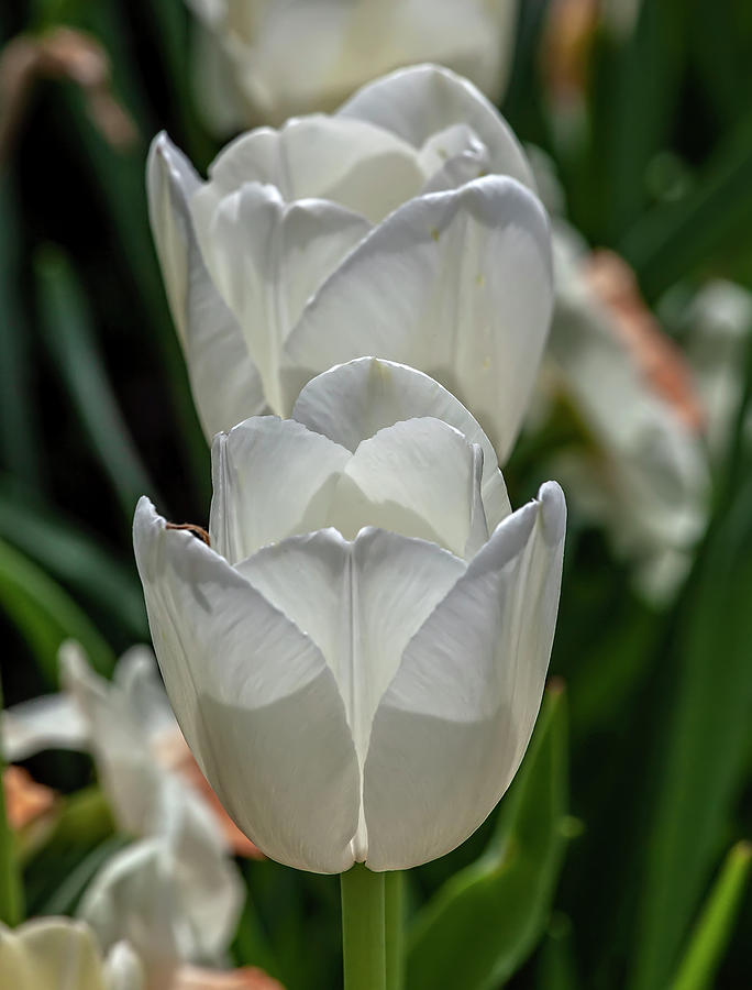 White Tulips #6 Photograph by Robert Ullmann