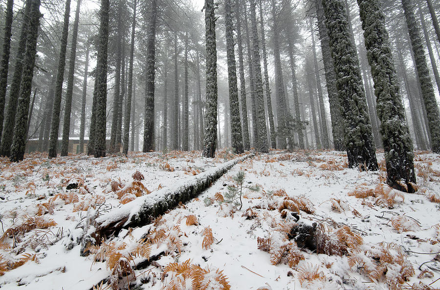Winter forest landscape #3 Photograph by Michalakis Ppalis
